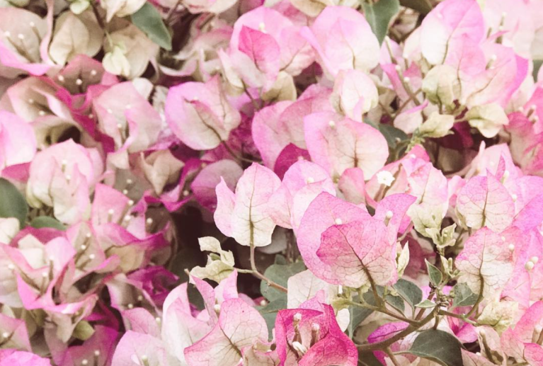 Screen Shot 2018-06-03 at 10.50.52 AM